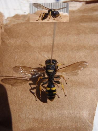 Réf. 77 366 : Ectemnius cephalotes