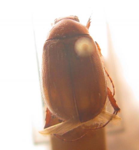Réf. 77 359 : Hyposerica borbonnica