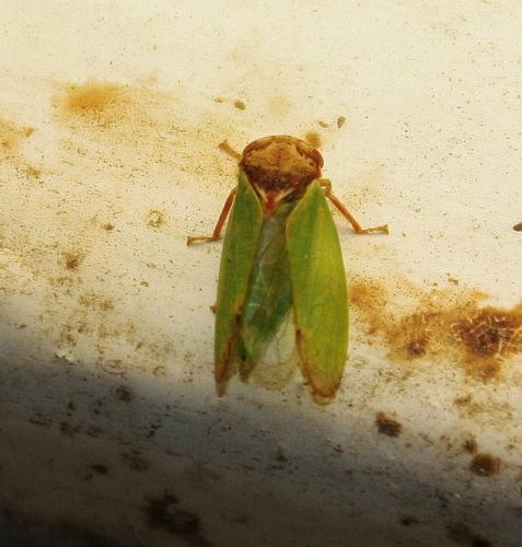Iassus lanio