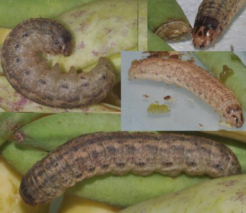 Réf. 77 822 : Agrotis exclamationis