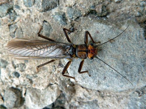 Perla pallida