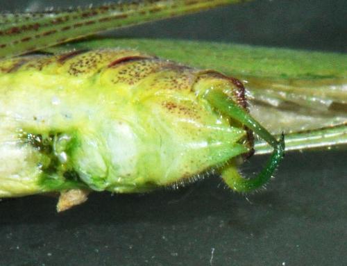 Phaneroptera nana
