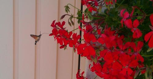 Macroglossum stellatarum