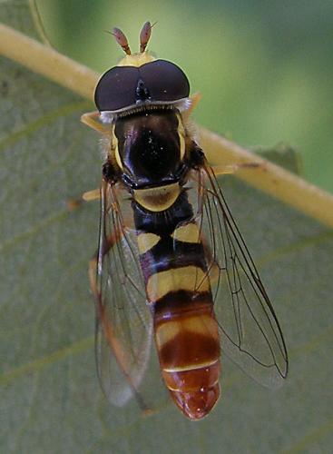 Réf. 77 050 : Ischiodon aegyptius