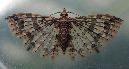 Alucita sp.