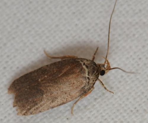 Réf. 77 933 : Agonopterix sp.