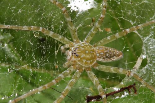 Réf. 77 653 : Thaumasia sp.
