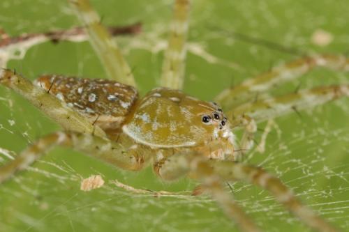 Thaumasia sp.