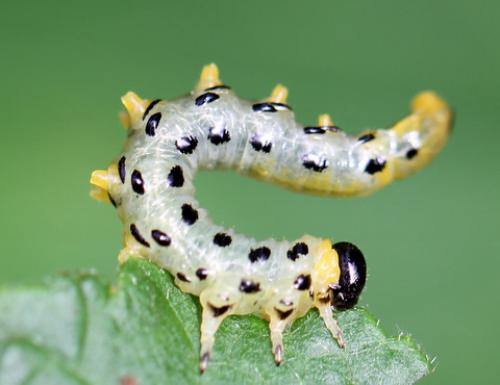Nematus septentrionalis