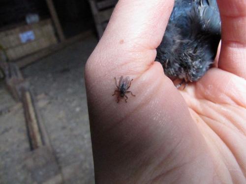 Ornithomya sp.