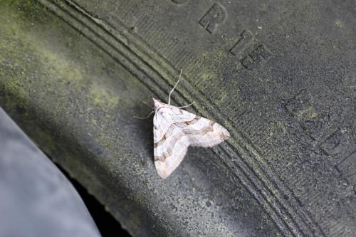 Aplocera sp.