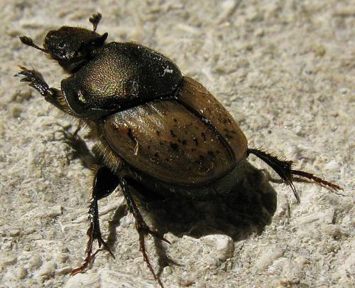 Réf. 77 974 : Onthophagus vacca