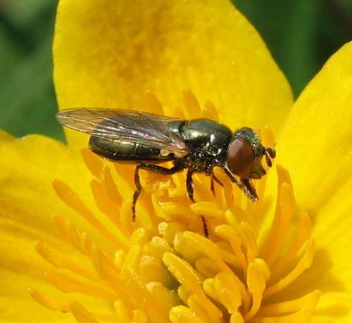 Lejogaster metallina