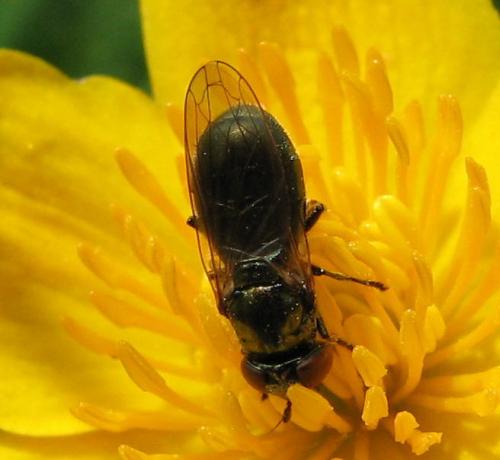 Lejogaster metallina
