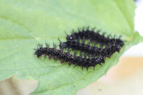 Araschnia levana
