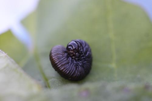 Tenthredo marginella