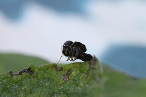 Réf. 77 872 : Tenthredo marginella