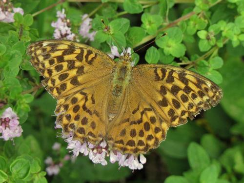 Réf. 77 542 : Argynnis paphia