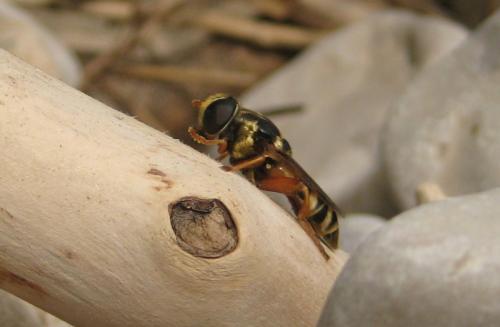Merodon distinctus