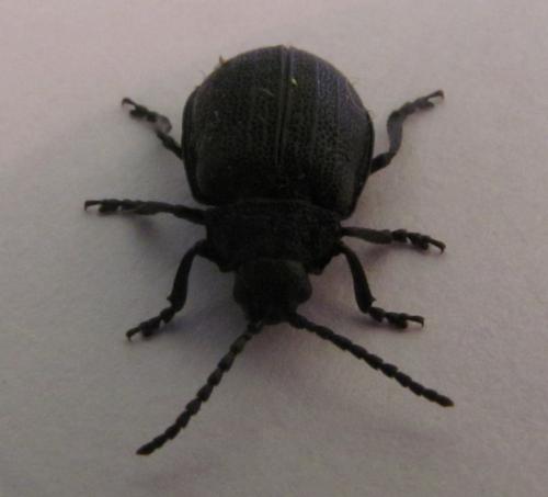 Galeruca tanaceti