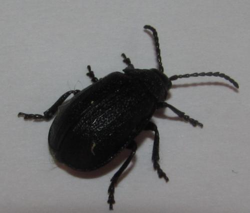 Galeruca tanaceti