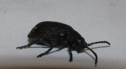 Galeruca tanaceti