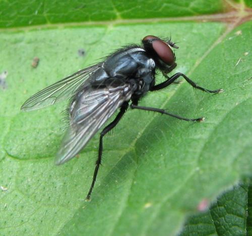Réf. 77 230 : Morellia simplex