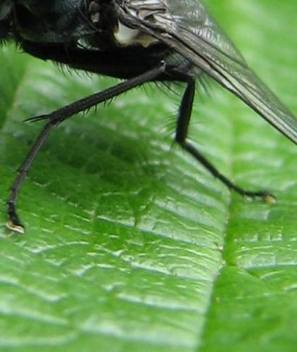 Réf. 77 761 : Morellia simplex