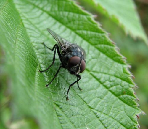 Réf. 77 762 : Morellia simplex