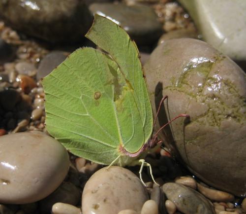 Gonepteryx rhamni