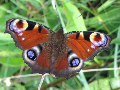 Réf. 77 027 : Aglais io