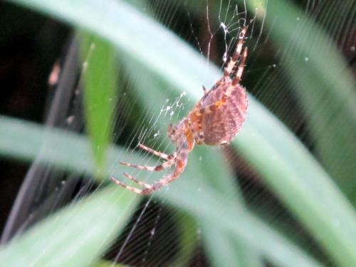 Araneus diadematus