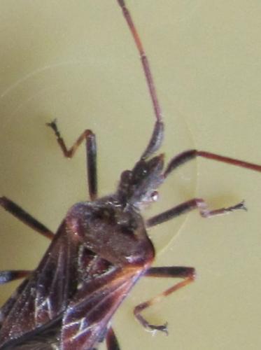 Leptoglossus occidentalis