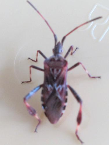 Réf. 77 684 : Leptoglossus occidentalis