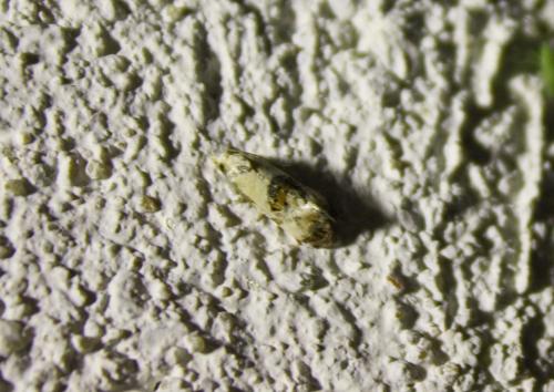 Réf. 77 787 : Cochylis hybridella