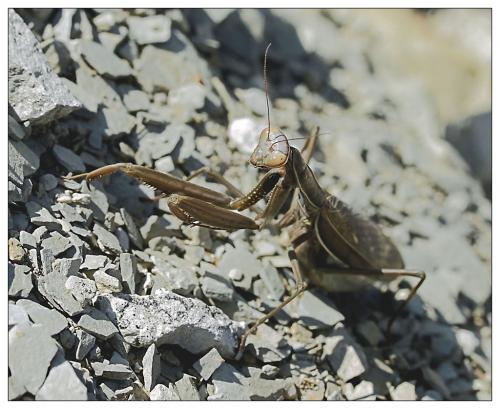 Mantis religiosa