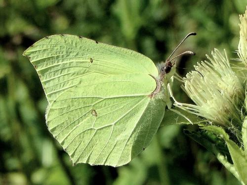 Gonepteryx rhamni