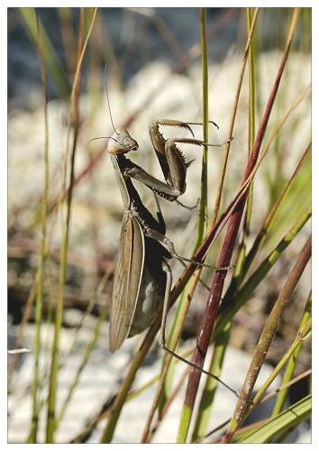 Réf. 77 866 : Mantis religiosa