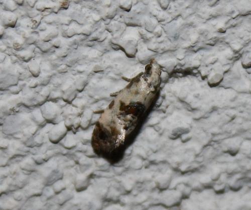 Réf. 77 798 : Cochylis hybridella