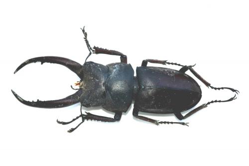 Réf. 77 333 : Prosopocoilus gracilis