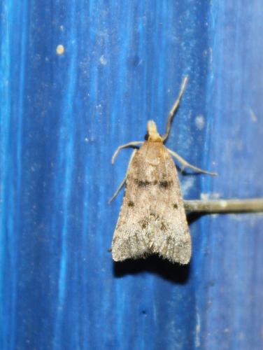 Réf. 77 796 : Stemmatophora brunnealis