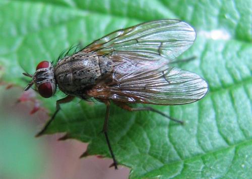 Helina impuncta