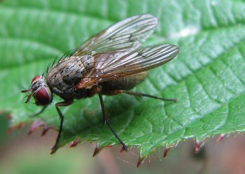 Réf. 77 483 : Helina impuncta