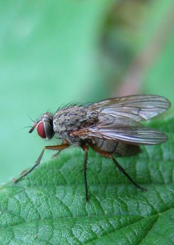 Helina impuncta