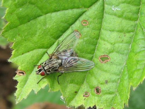 Haematobosca stimulans