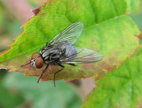 Réf. 77 003 : Haematobosca stimulans