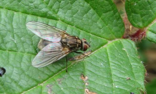 Haematobosca stimulans