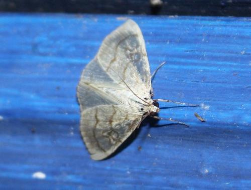 Réf. 77 337 : Evergestis pallidata