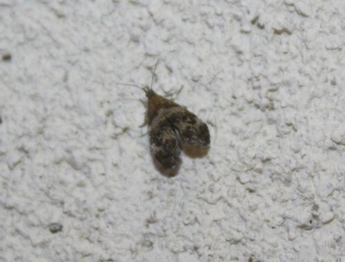 Tebenna micalis