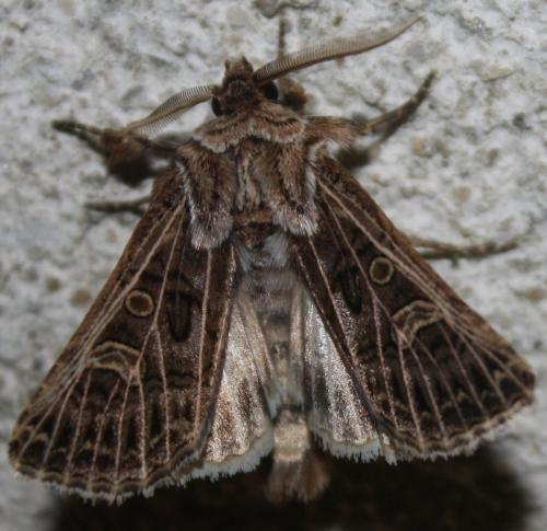 Tholera decimalis